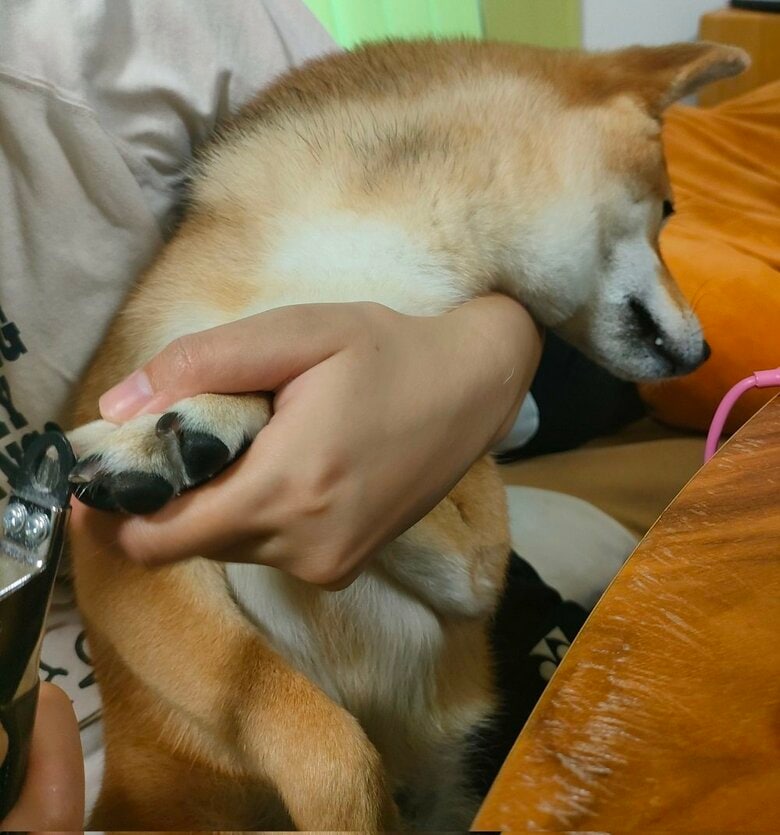 最終的には諦めてうなだれていたという