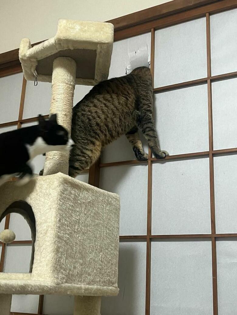 提供：ちびまるまろんさん