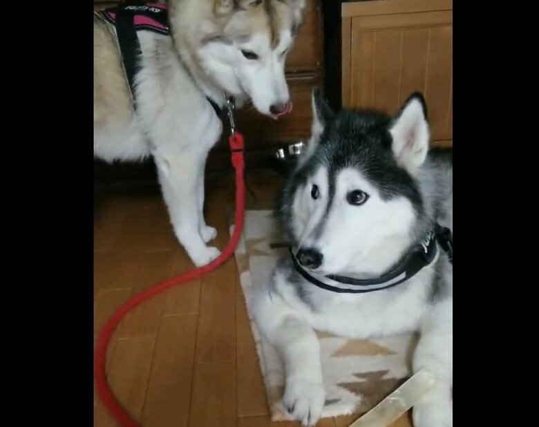 オリーブちゃんにおやつを狙われるゆづくん