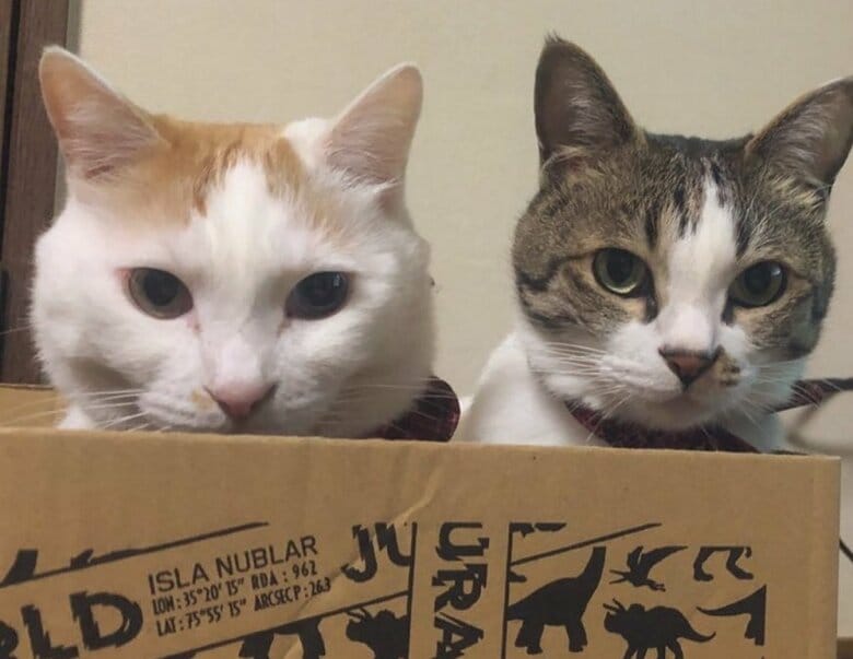 （左）ふう君　（右）らい君