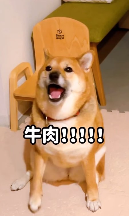 お肉が食べたい小春ちゃん。この日はご飯ができるまで飼い主さんの背後で待っていたそう