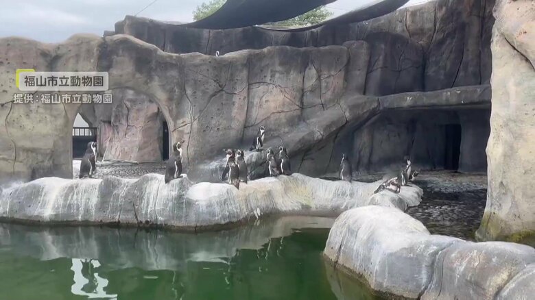 広島・福山市の「福山市立動物園」のペンギン