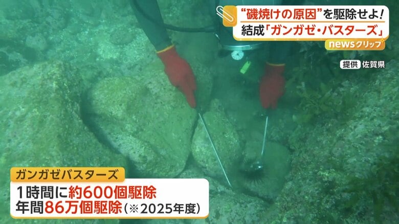 駆除する数は1時間に約600個