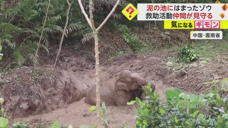 泥の池にはまり、動けなくなったゾウ