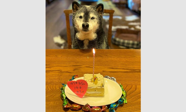 14歳の“おじいワン”になった