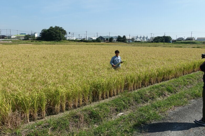 山田錦の栽培（提供：日鉄エンジニアリング）