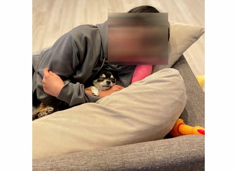 息子さんに抱っこされて眠るごまじろーくん（提供：チワワのごまじろーさん）