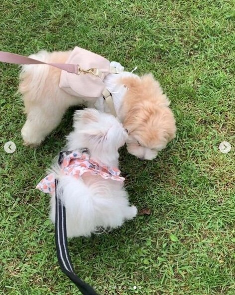 提供：かわいーぬさん