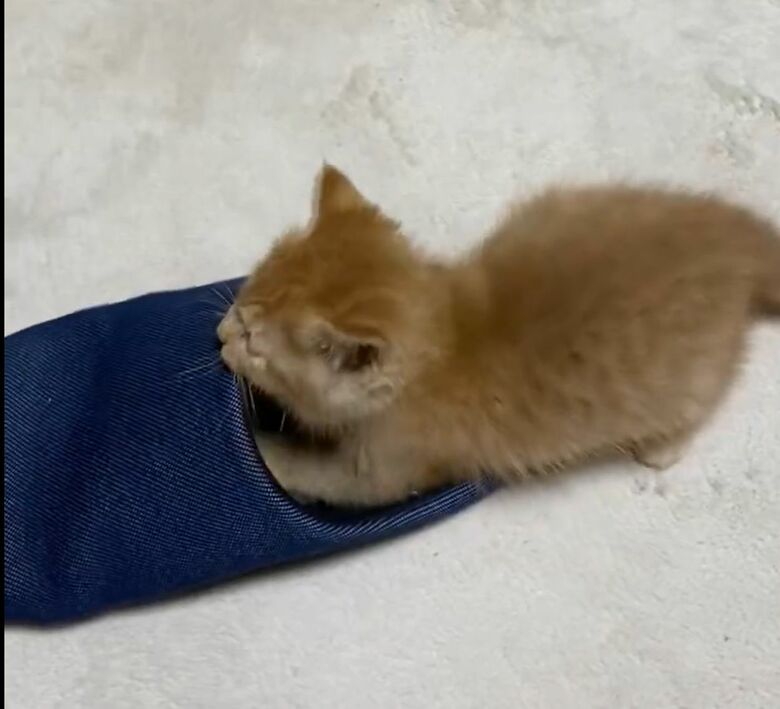 スリッパで遊んでいた子猫時代