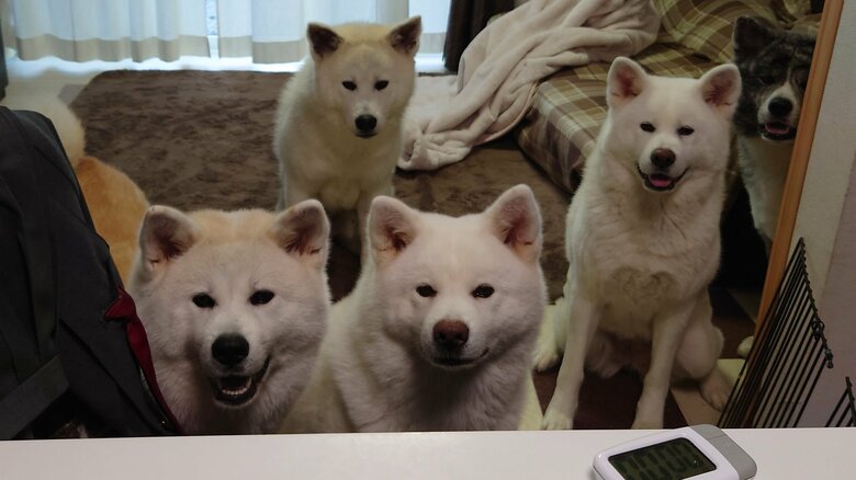 キッチンでパンを食べたら集まってきたという