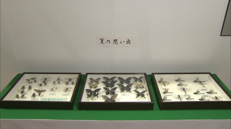 悠仁さまが作製されたトンボの剥製　2013年12月撮影