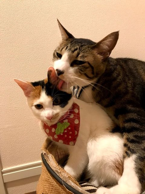 大好きな同居猫のとらのすけくん（提供：kiyokoさん）