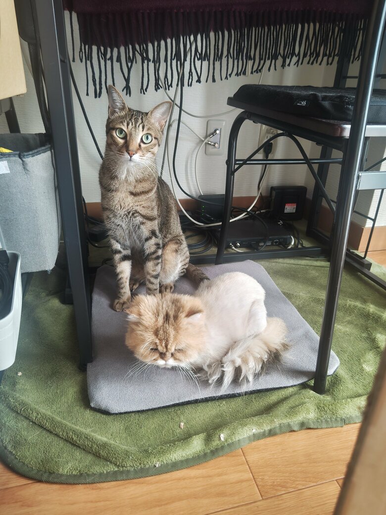 ホットカーペットデビュー