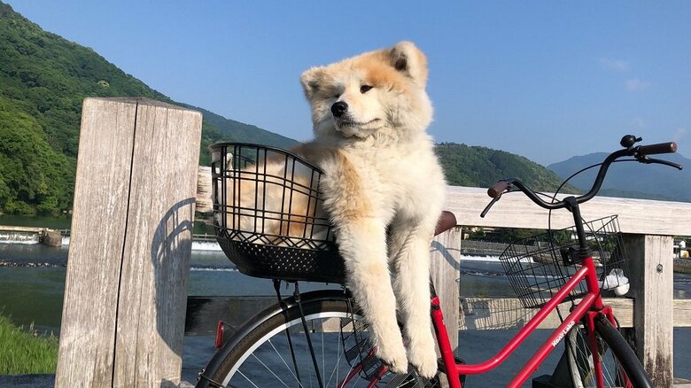 自転車にも乗る