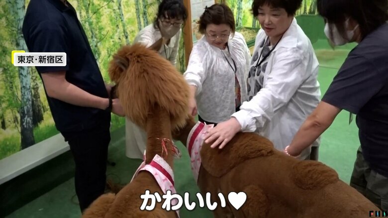 「かわいいねー」とあまり見慣れないアルパカの姿に興奮するお客さん