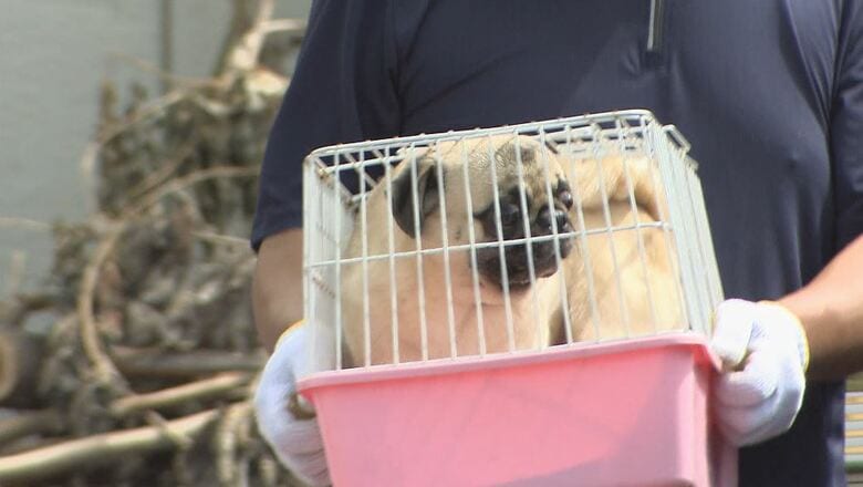 施設で飼育していた犬　※当該の犬ではありません