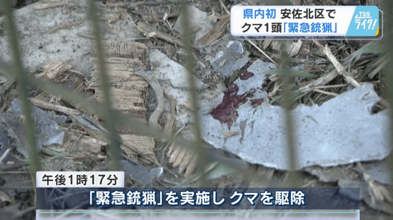 緊急銃猟でクマを駆除