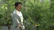 「きれいですね、緑色で」皇后さま、天蚕の繭を収穫　代々受け継がれるご養蚕　天皇陛下と愛子さまも手伝われる