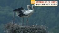 【独自】氷見のコウノトリ無事巣立つ BBTカメラが成長を記録