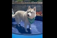 大好きなプールより「クーラーの効いた部屋に帰りたい」…酷暑に負けたハスキー犬の“無言の訴え”がかわいい