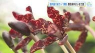 国内最大級のランが満開　国内では４例目だが開花の条件は不明　広島市植物公園では２年ぶり３回目