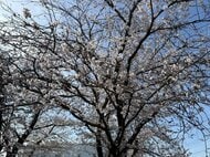 【速報】サクラの満開発表　平年・去年よりも1日遅い発表に　大分