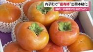 “甘柿の王様”富有柿の出荷　内子町で盛ん　猛暑と少雨「大変な年」も玉太り良く高糖度に【愛媛】
