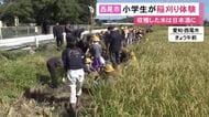 慣れない鎌を手に…小学生が日本酒造りに使われる米の稲刈りを体験 5月に自ら植えたもので米は地元の酒蔵へ