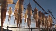 寒波でうまみがギュッと凝縮　土佐清水で『イカの一日干し』始まる　今年は例年より“肉厚”