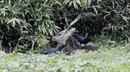 カラスとシカの“ウィンウィンな関係”  カラスがシカを突っついてダニ取り? シカのツノをはがす様子も 岩手