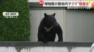 クマの出没相次ぐ 岩手の博物館に侵入し捕獲 秋田で4人襲撃…住宅“居座り” “九死に一生”男性「攻撃力や速さ想像絶する」