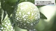 暑さでみかんも日焼け…猛暑対策で真っ白に？日焼けを防ぐカルシウム剤散布と、農家を苦しめる雨不足