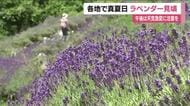 福島・田村市でラベンダーが見ごろ　約2万株の景色が7月中旬まで楽しめる　あぶくま洞