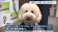ミディアムプードルの六太くんに感謝状　行方不明の女性発見のお手柄　実は「広島ワンパト隊」の隊員犬