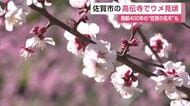 佐賀市の寺でウメの花500本が見頃 樹齢400年の”佐賀の名木”も咲き始め【佐賀県】