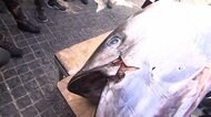 “一番マグロ”は1688万円 東京・豊洲市場で初競り「縁起の良い1年に」漁師も喜び