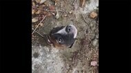犬...穴にはまる 救出劇 住民結束 結末どうなった