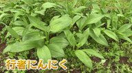 植物学者の牧野富太郎が名付けた「行者にんにく」 栽培難しく生産量少ない“幻の山菜”を新たな特産品に【佐賀発】