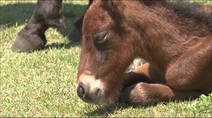御崎馬の赤ちゃん「春駒」誕生 宮崎県串間市