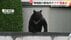 クマの出没相次ぐ　岩手の博物館に侵入し捕獲　秋田で4人襲撃…住宅“…