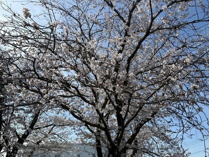 【速報】サクラの満開発表　平年・去年よりも1日遅い発表に　大分