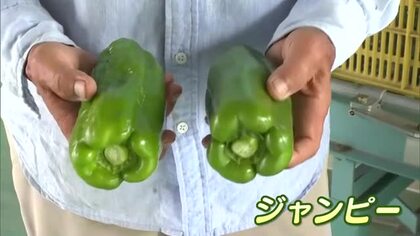 ボリューム満点でずっしり！津山市で巨大ピーマン「ジャンピー」の収穫始まる　おすすめの食べ方は【岡山】