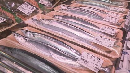 サンマは豊漁もサケは不漁…“黒潮大蛇行”終息で日本の海はどうなる 海水温の低下で漁獲量回復に期待も