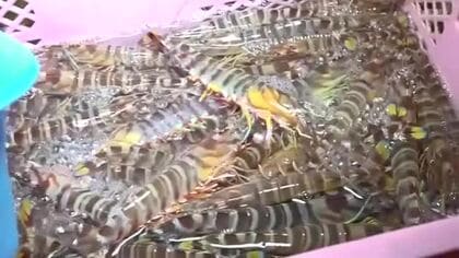 「甘みがあって濃い味」五島列島の養殖場で育てた「車エビ」贈答用に！水揚げ、出荷作業がピーク