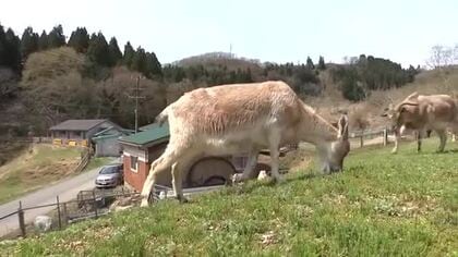豪雨で氷見のヤギ牧場に大きな爪痕　故郷ににぎわいを取り戻そうと牧場再開に向けた土砂撤去が続く