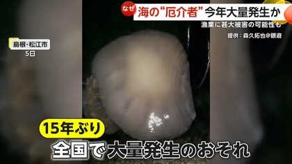 体長約2メートル・重さ100kg超！海の“厄介者”巨大な「エチゼンクラゲ」が大量発生か　漁業に甚大被害の可能性も　島根・松江市