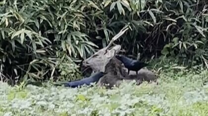 カラスとシカの“ウィンウィンな関係”  カラスがシカを突っついてダニ取り？　シカのツノをはがす様子も　岩手