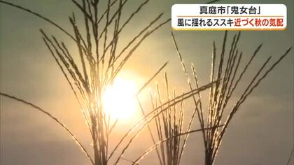 岡山県北に近づく“秋の気配”　真庭市の鬼女台で人の背丈をこえるほど伸びて風に揺れるススキの穂【岡山】