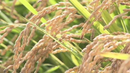 「コメの品薄解消に期待」北海道産米の販売 予約受け付け開始 1日約200件の問い合わせも コメ不足解消に期待