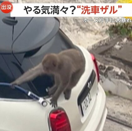 「かなり暴れていた」“洗車ザル”出没！ホース片手に車の屋根へ…“洗わざる”まま“立ち去る”　通学路で心配の声も…島根・松江市